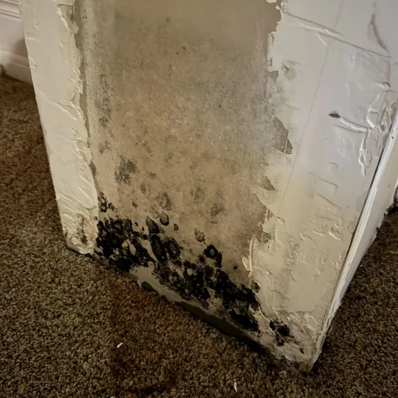 Professional Mold Removal in Jefferson City, TN